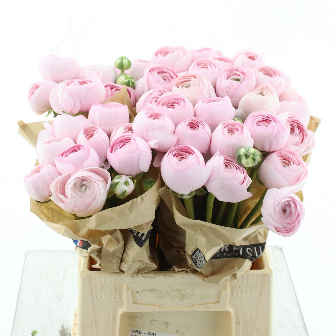 Ranunculus Success Hanoi 40cm 60gr.