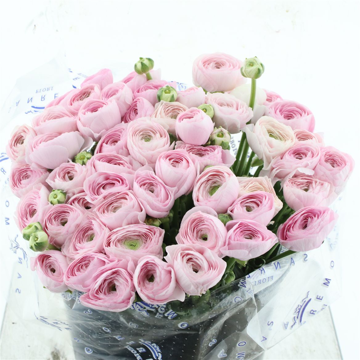 Ranunculus Success Hanoi 45cm 80gr.