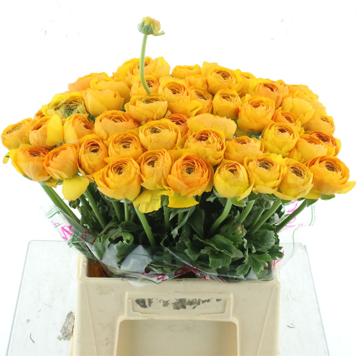 Ranunculus Success Pareo 40cm 50gr.