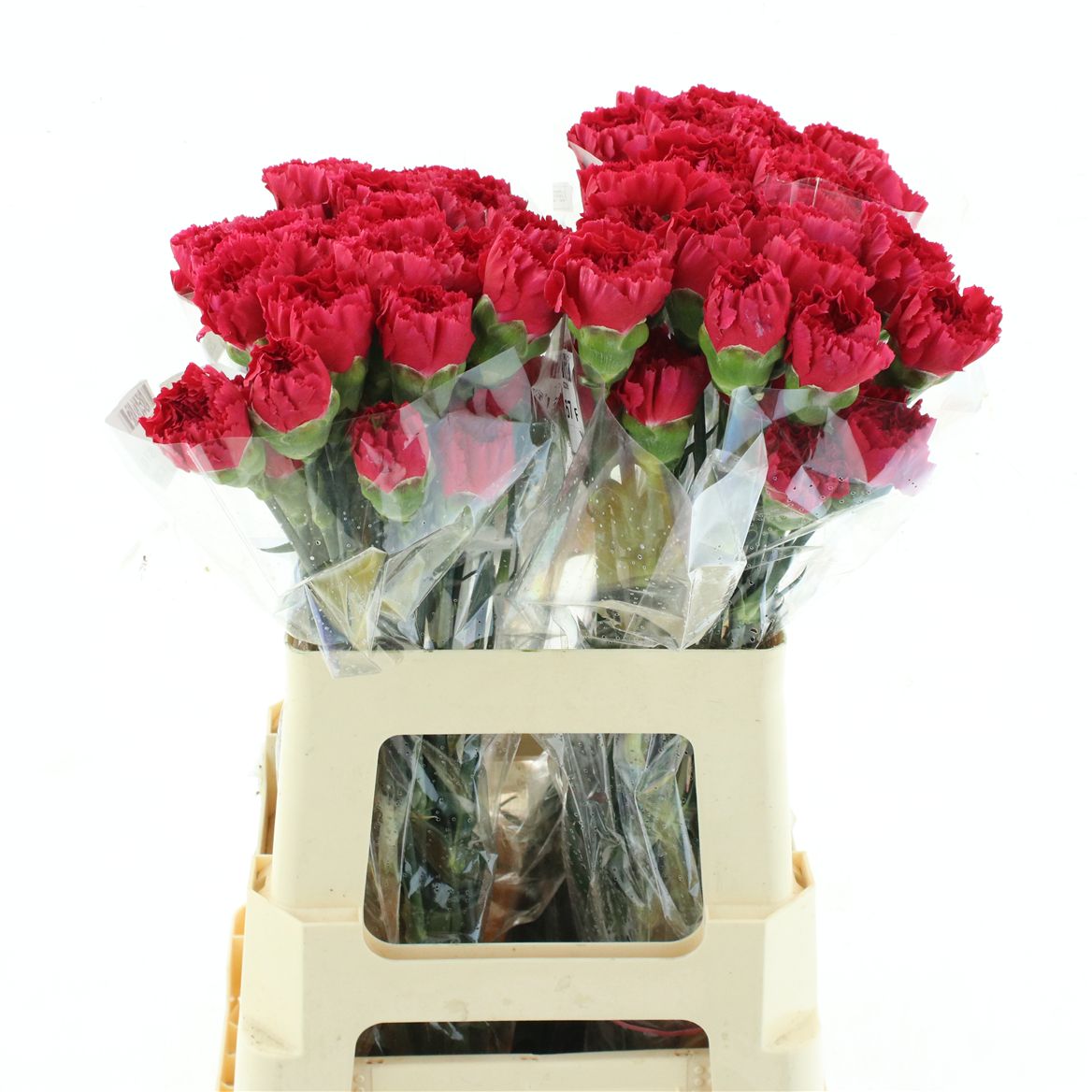 Dianthus Single Zeppelin 55cm