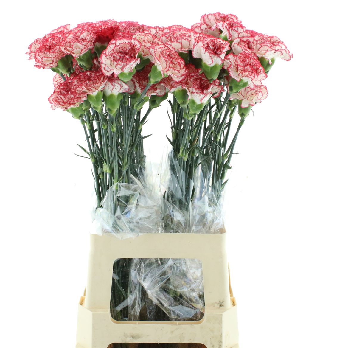 Dianthus St 70cm