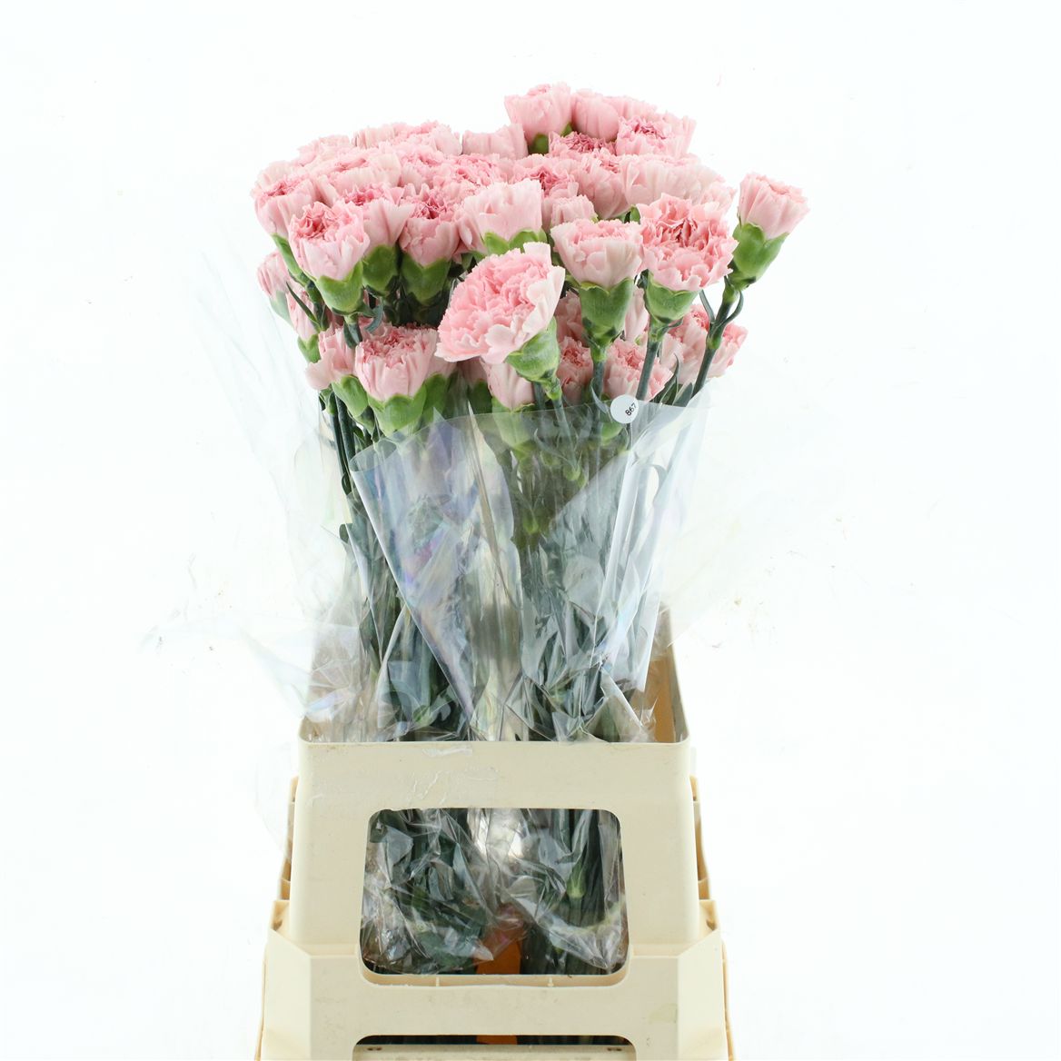 Dianthus Single Honey 70cm