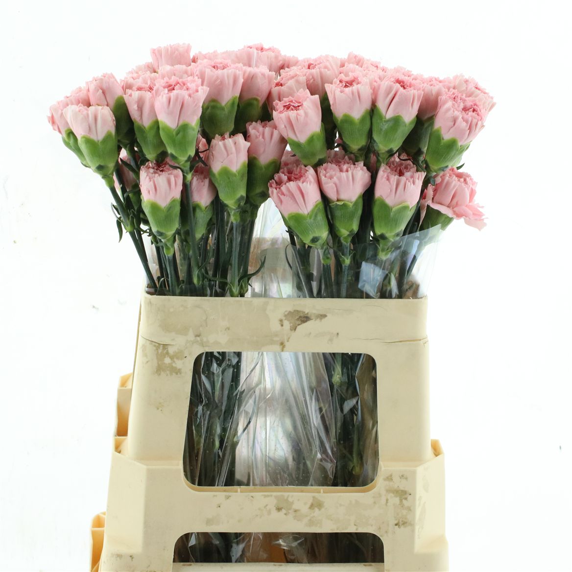Dianthus Single Honey 55cm