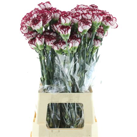 Di St Col Bicolor Burgundy Perfect