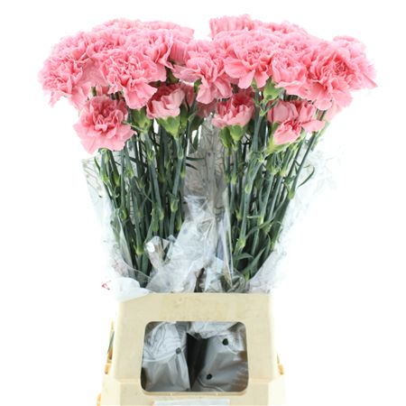 Di St Col Bublicius Dark Pink