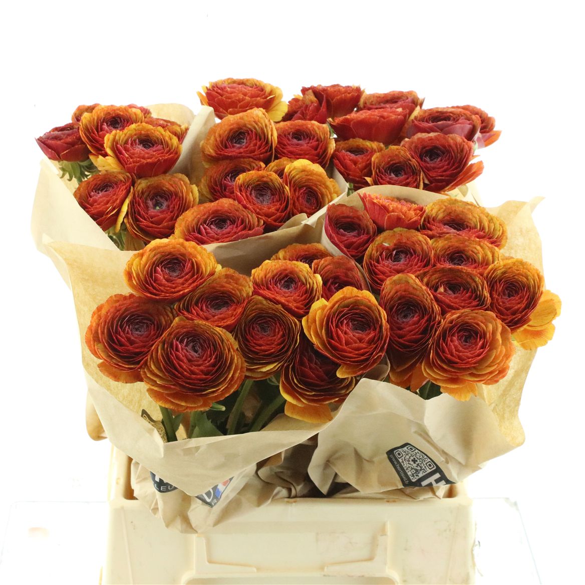 Ranunculus Succes Brownie 45cm 45gr.