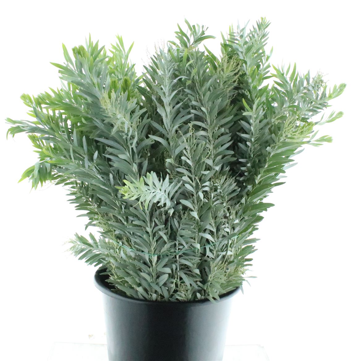 Acacia Luna Dargento Per Bunch 70cm 200gr.