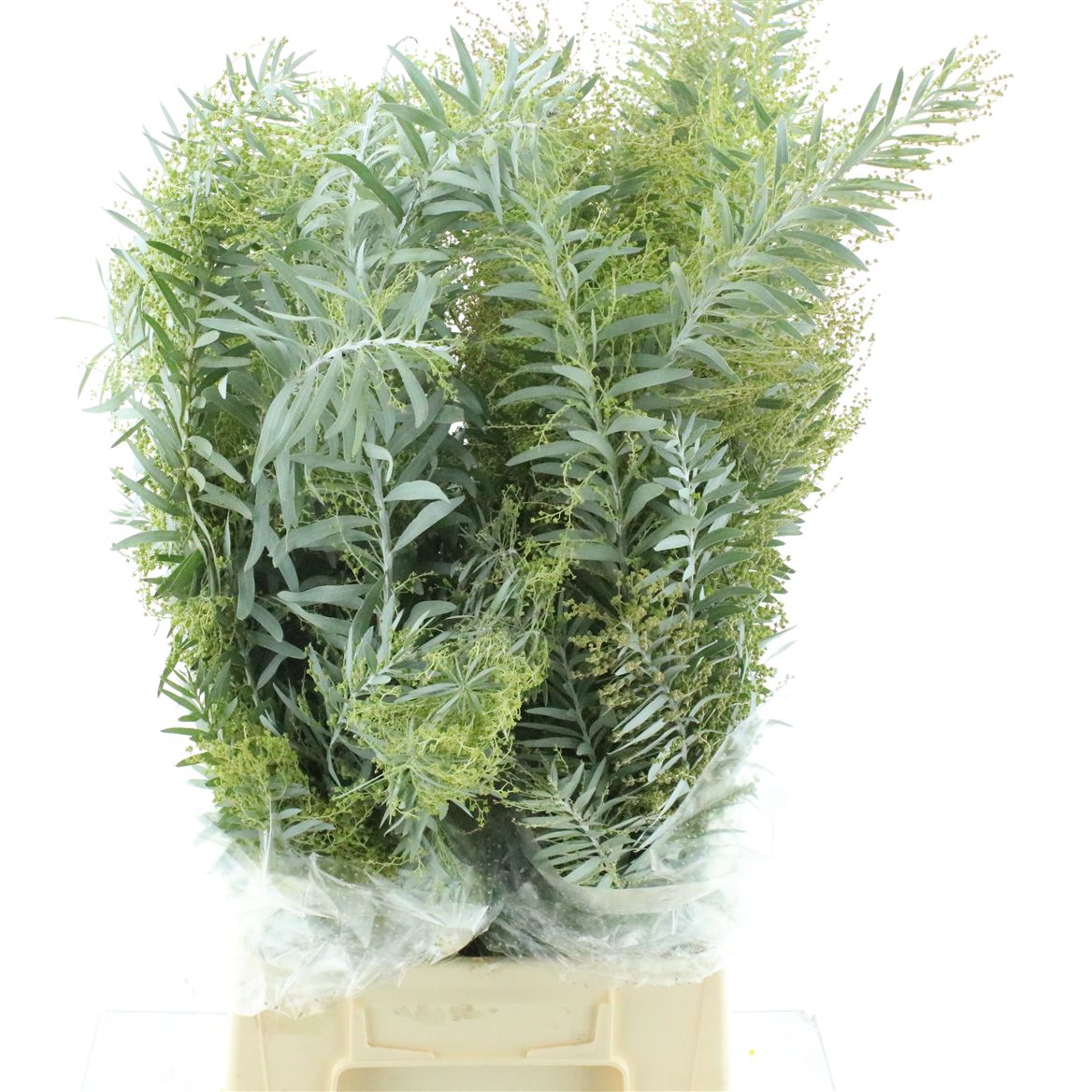 Acacia Luna Dargento Per Bunch 65cm 200gr.