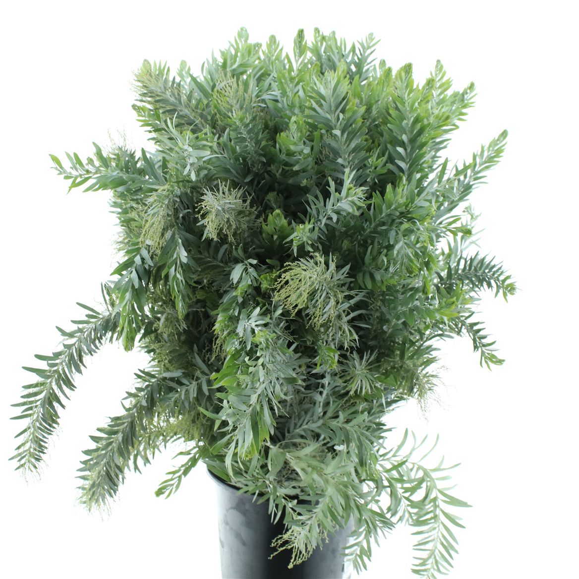 Acacia Luna Dargento Per Bunch 100cm 400gr.