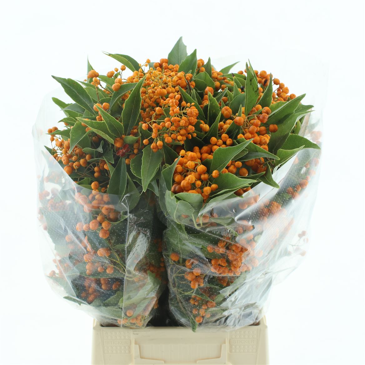 Pittosporum Rombifolia Per Bunch 50cm 250gr.