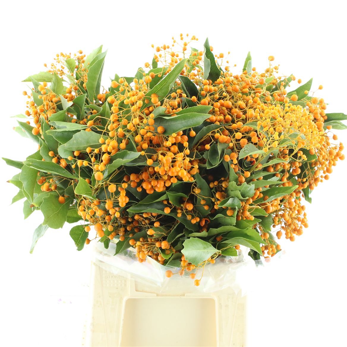 Pittosporum Rombifolia Per Bunch 55cm 200gr.