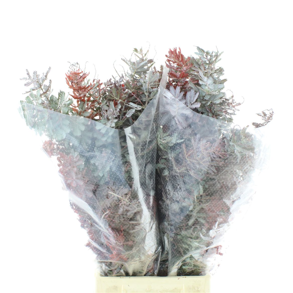 Painted Greenery Per Bunch 60cm