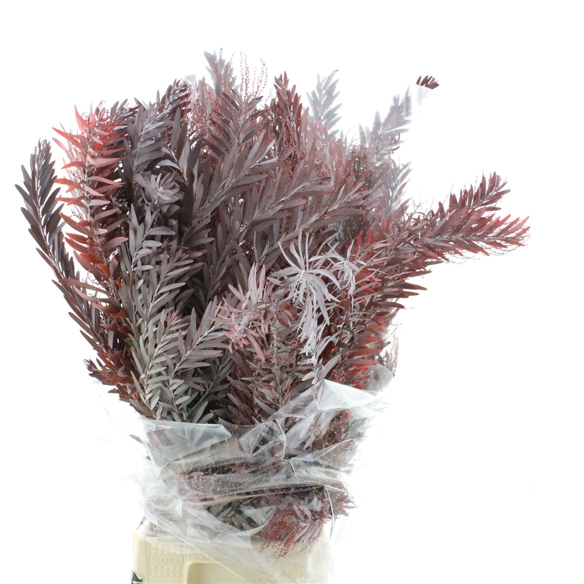 Painted Greenery Per Bunch 60cm