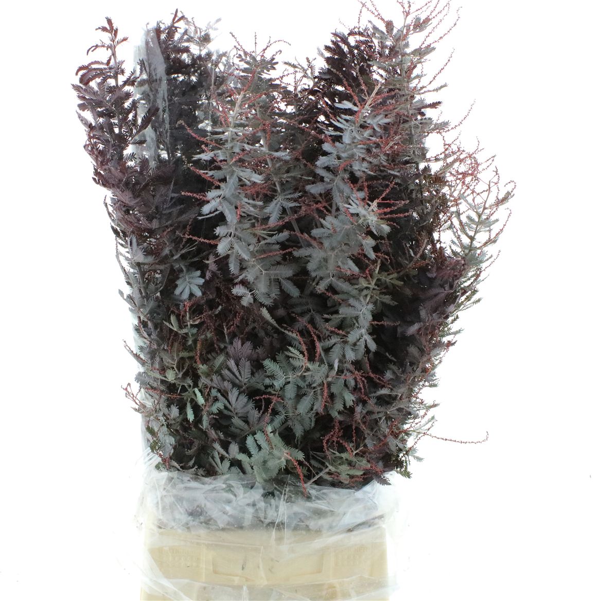 Painted Greenery Per Bunch 60cm