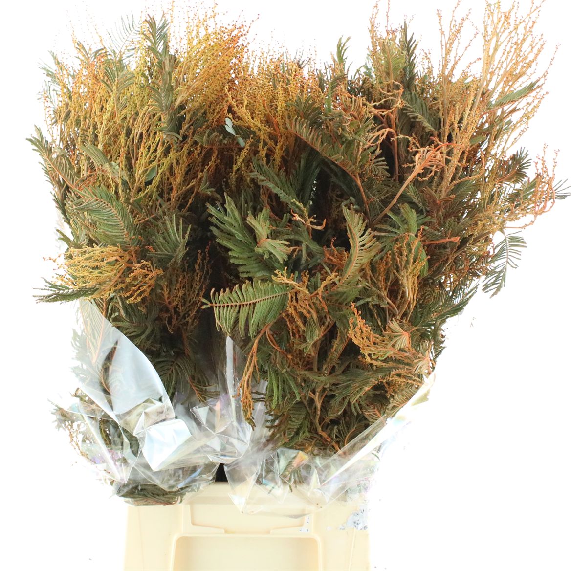 Painted Greenery Per Bunch 50cm