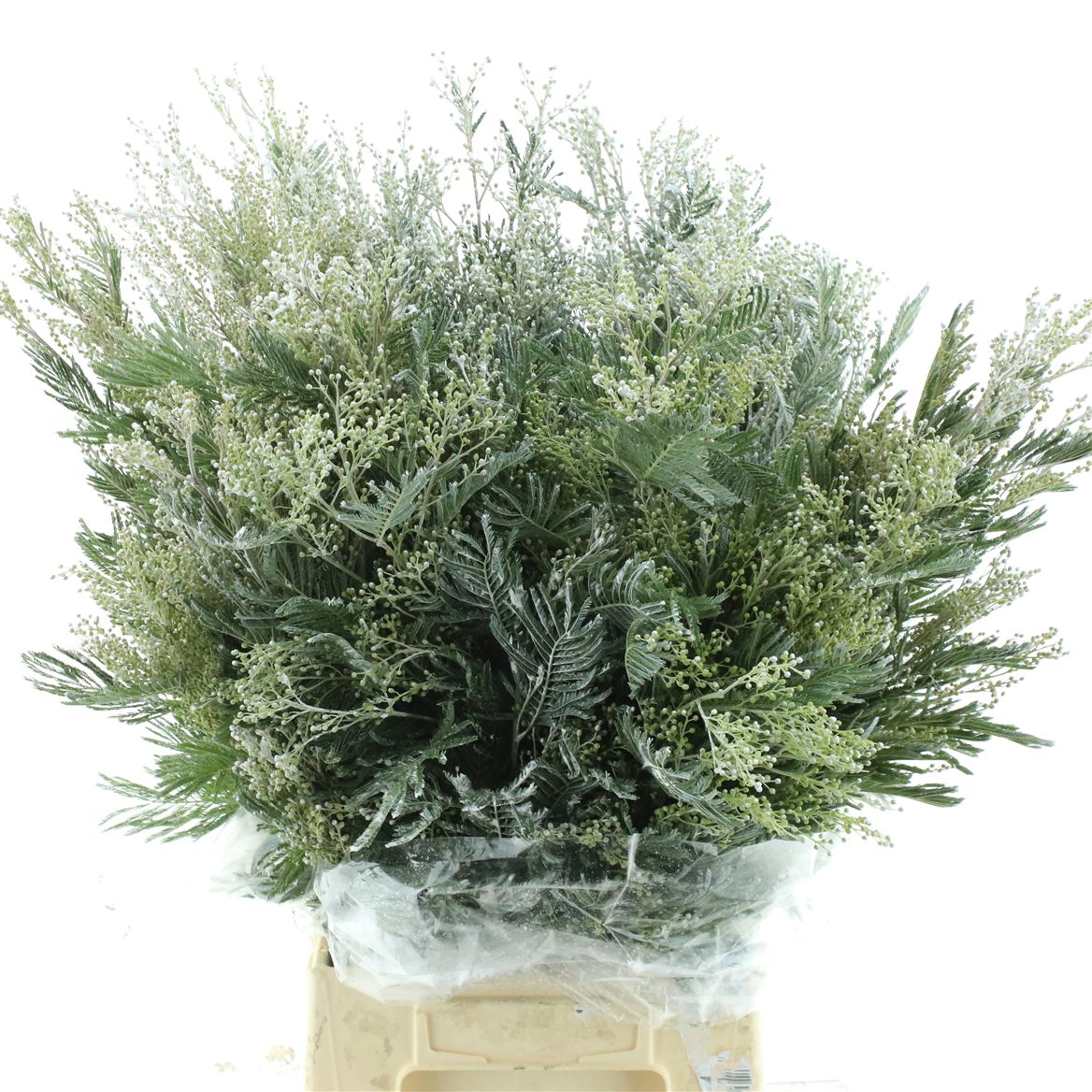 Painted Greenery Per Bunch 60cm
