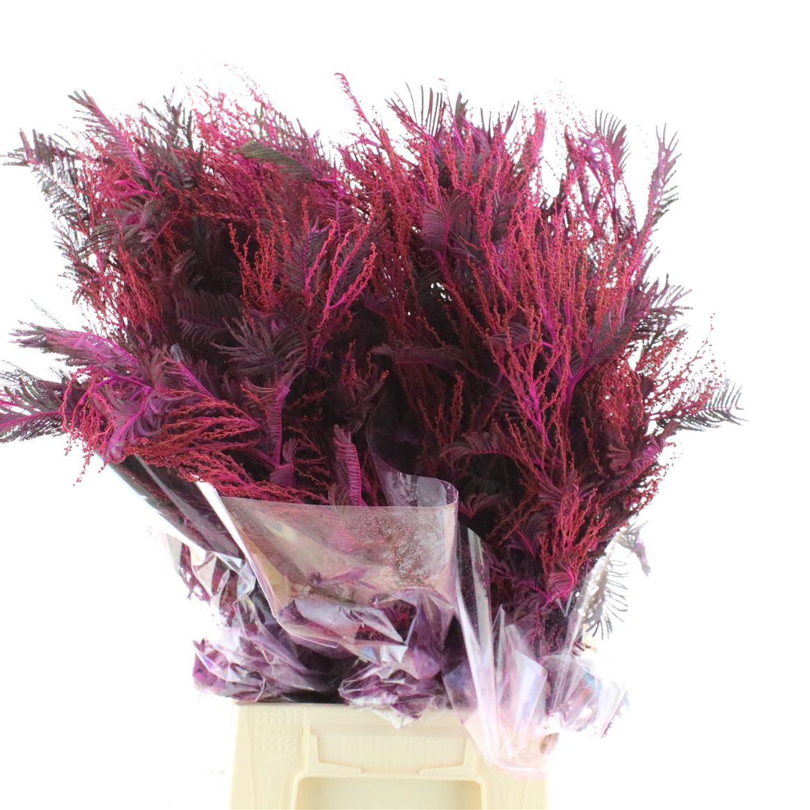 Painted Greenery Per Bunch 50cm