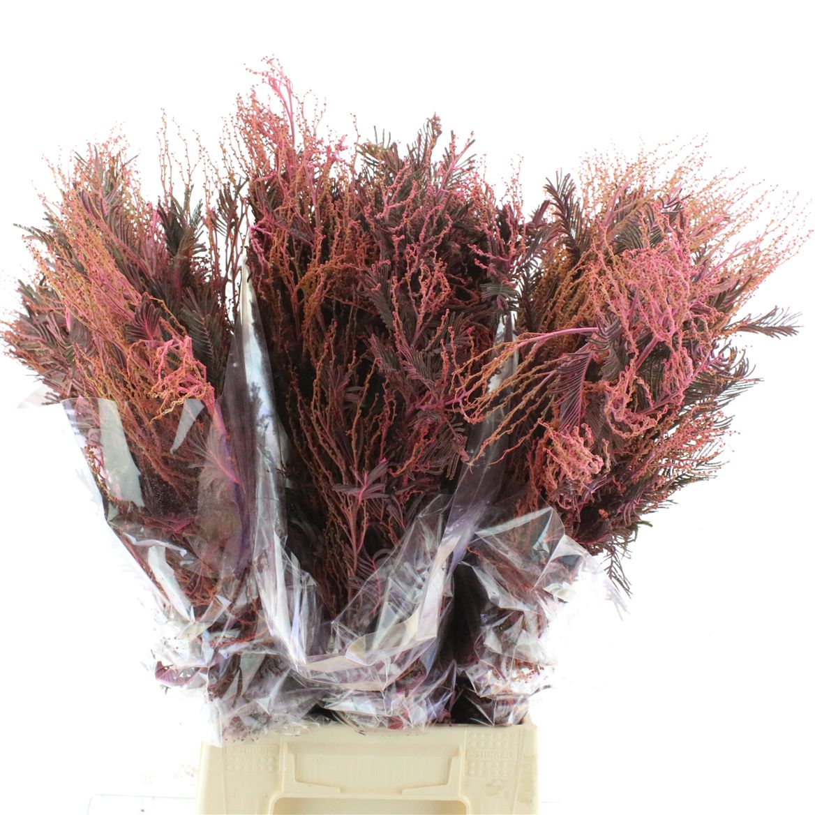 Painted Greenery Per Bunch 50cm