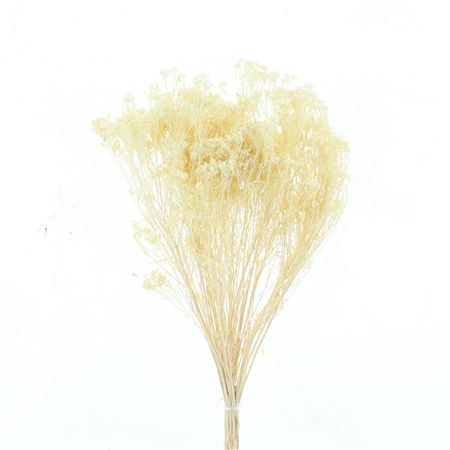 Dried Broom Bloom Bleached White