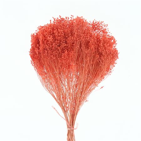 Dried Broom Bloom Coral Apricot