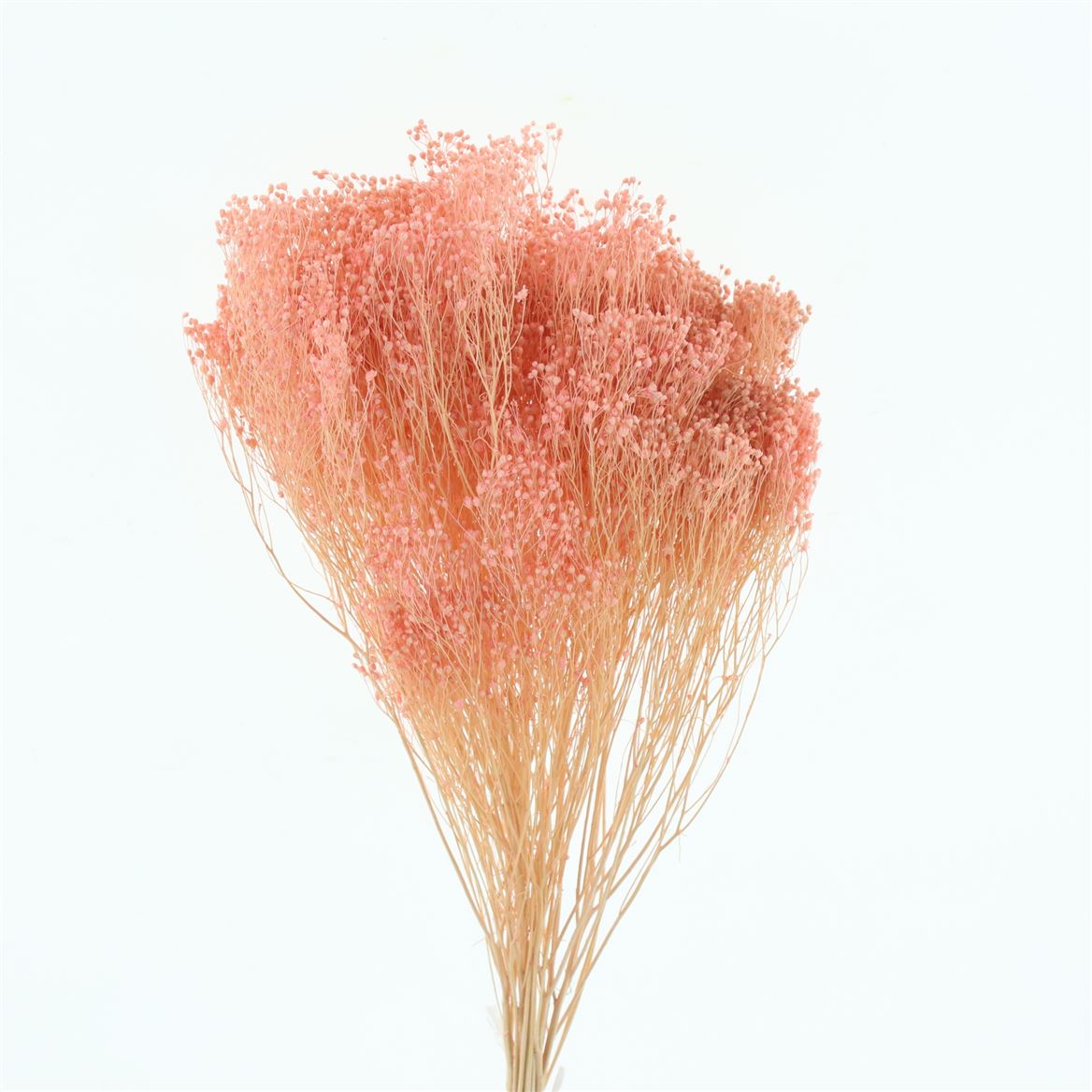 Broom Bloom Light Pink Per Bunch 55cm