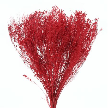Dried Broom Bloom Red