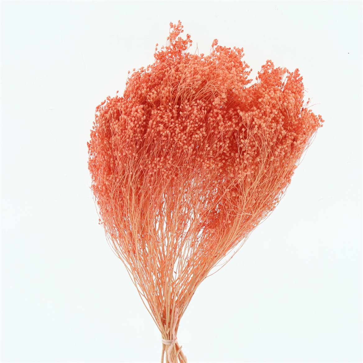 Broom Bloom Salmon Per Bunch 55cm