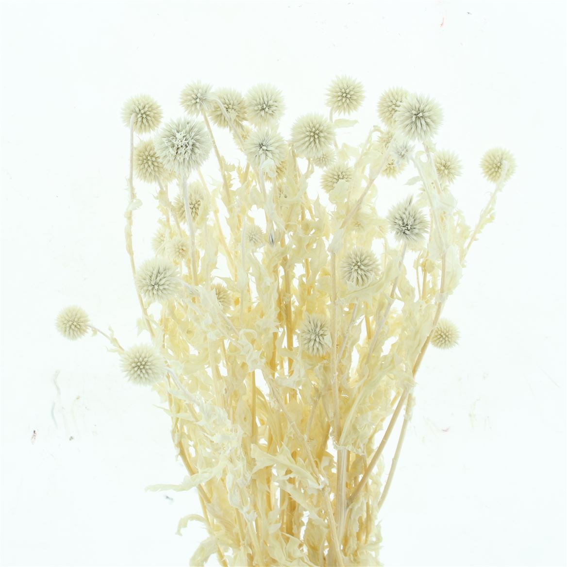 Small Ball White Per Bunch 50cm