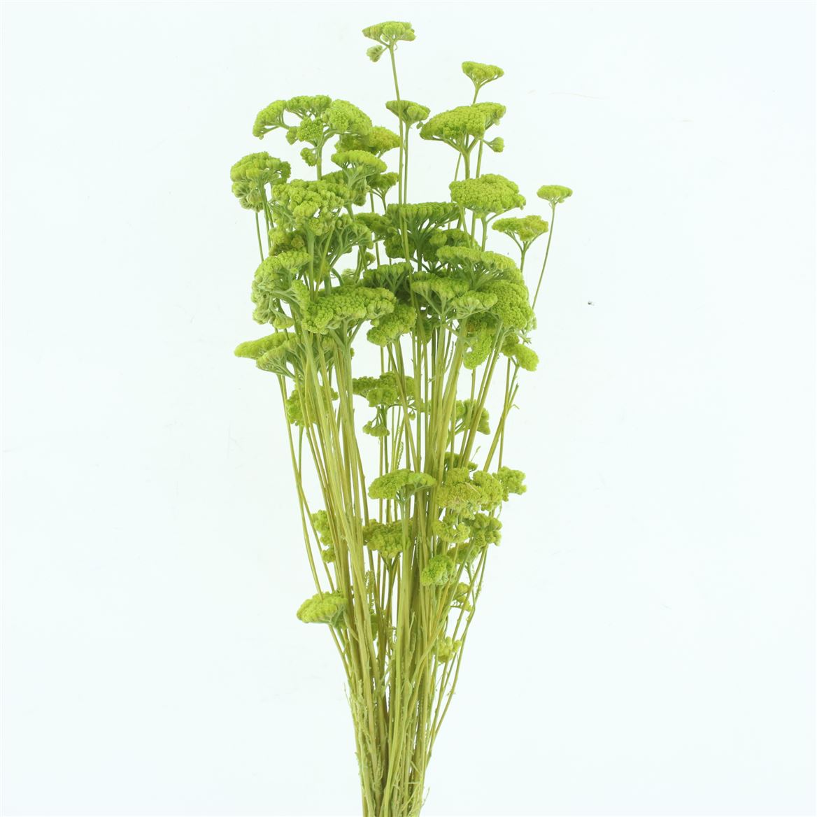 Achillea Pastel Green Per Bunch 60cm
