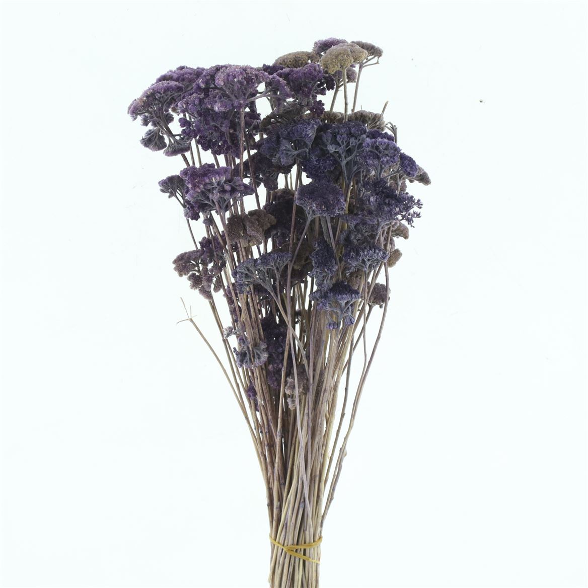 Achillea Pastel Lavandula Per Bunch 60cm