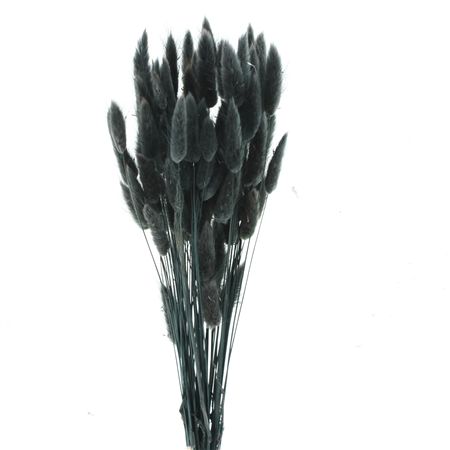 Dried Lagurus Bleached Black Bs