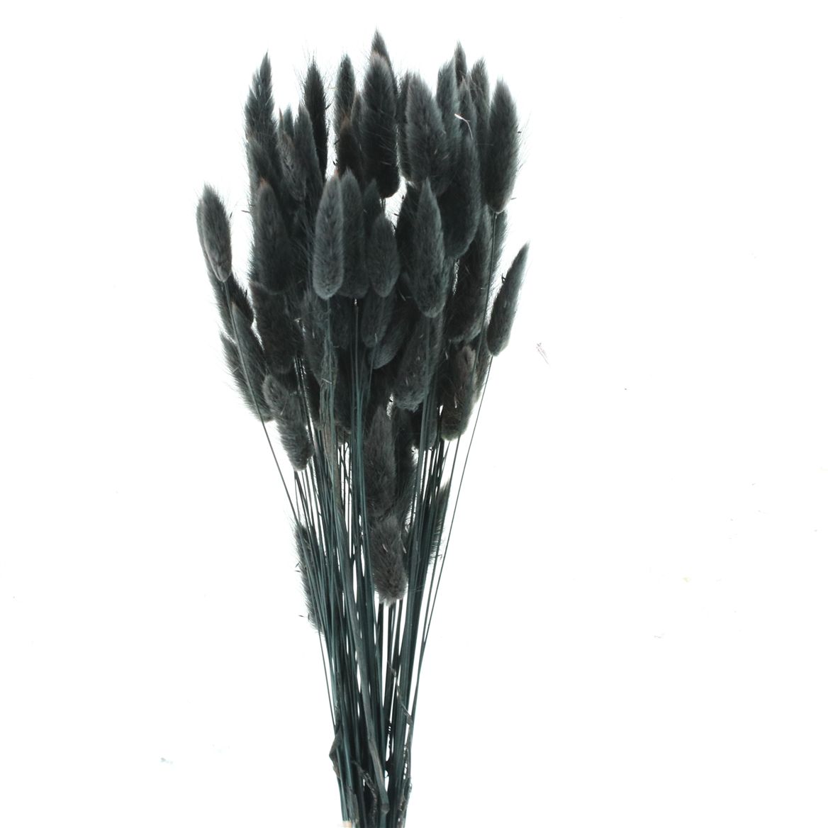 Lagurus Black Per Bunch 60cm