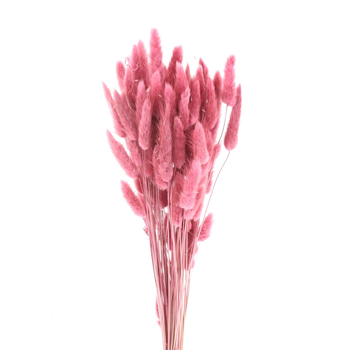 Lagurus Bordeaux Per Bunch 60cm