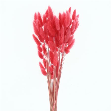 Dried Lagurus Bleached Crimson Rosea Bs