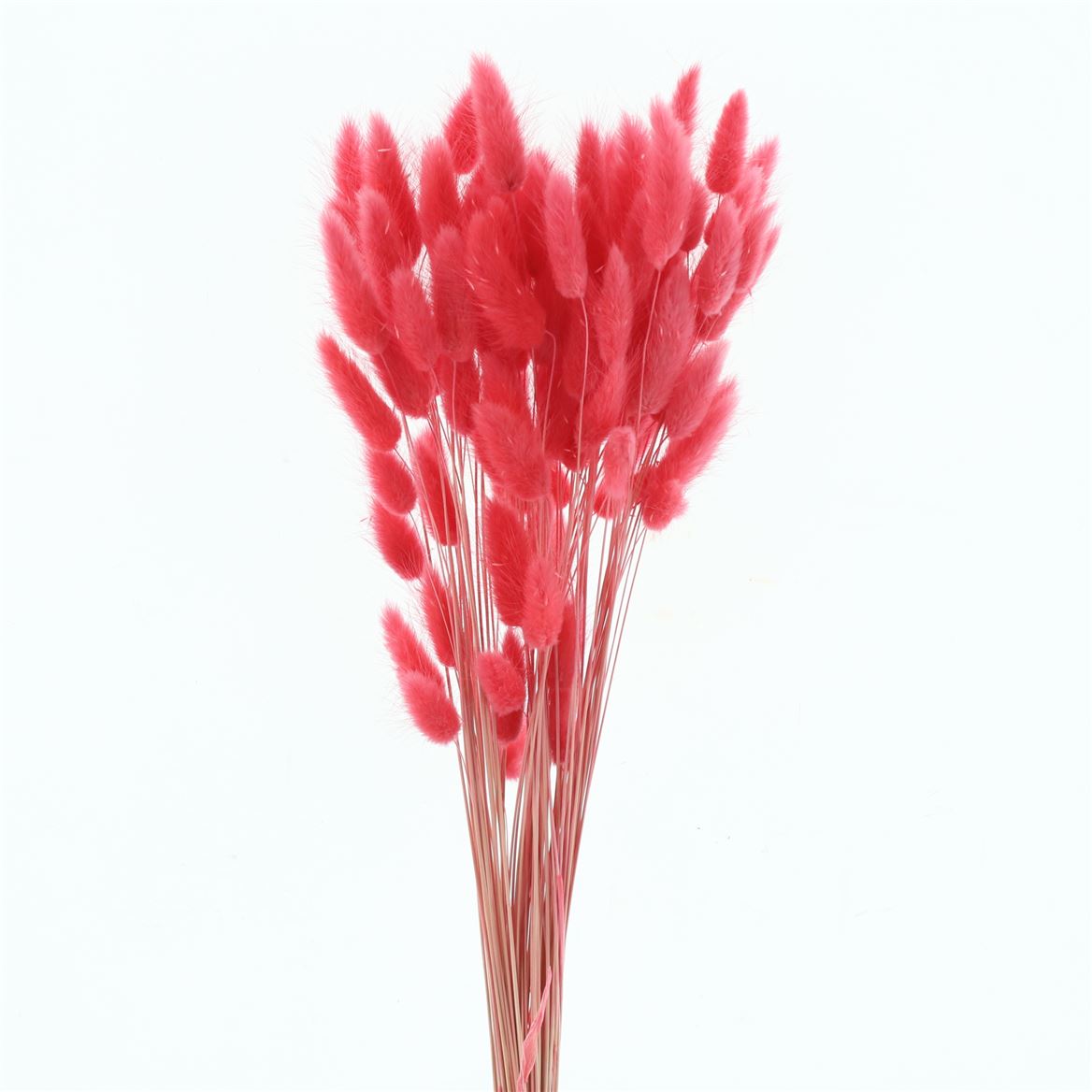 Lagurus Coral Per Bunch 60cm