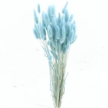 Dried Lagurus Bleached Light Blue Bs
