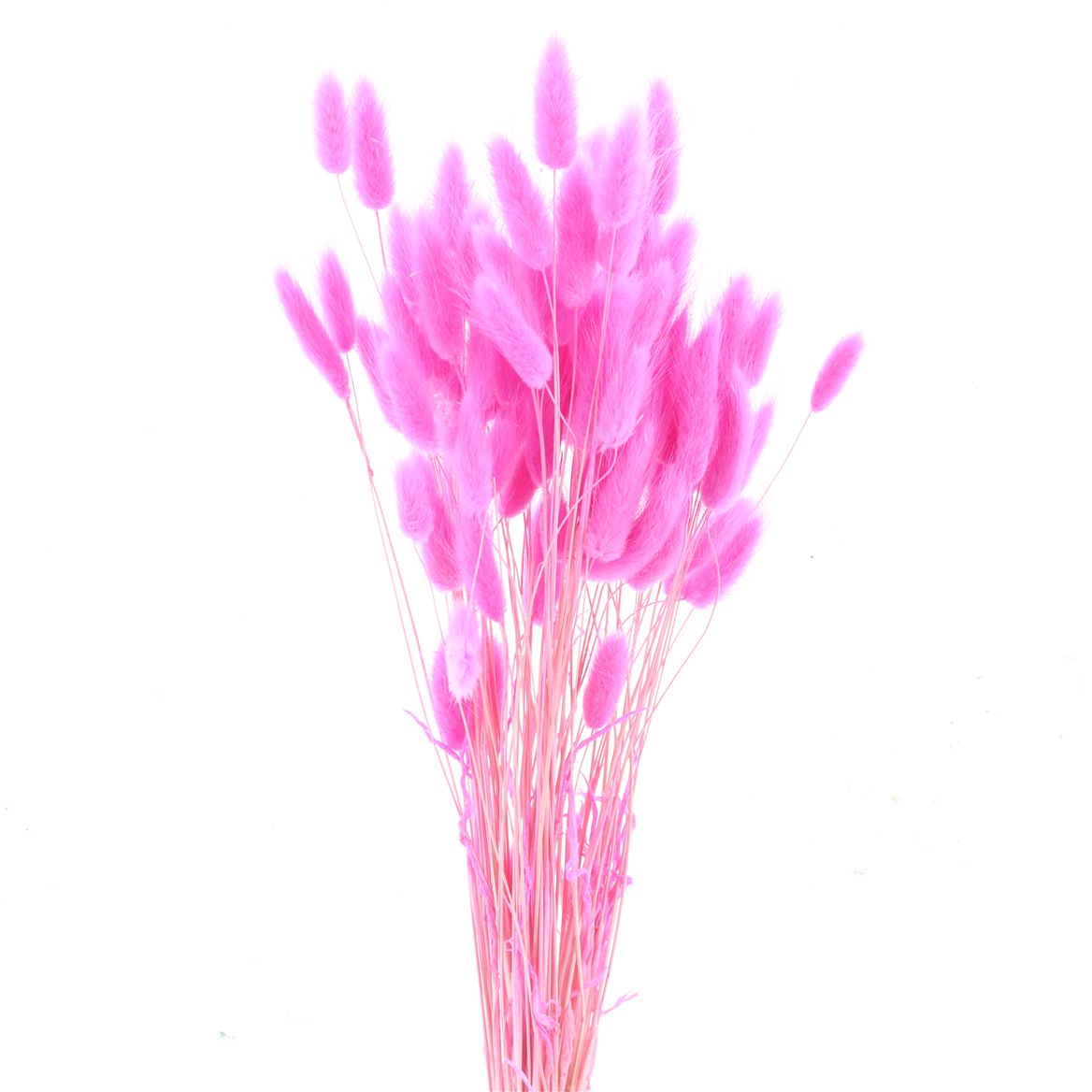 Lagurus Bleached Light Cerise Per Bunch 60cm