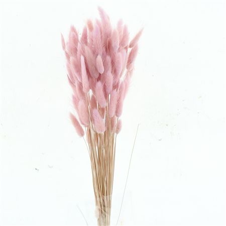 Dried Lagurus Bleached Light Lavender Bs