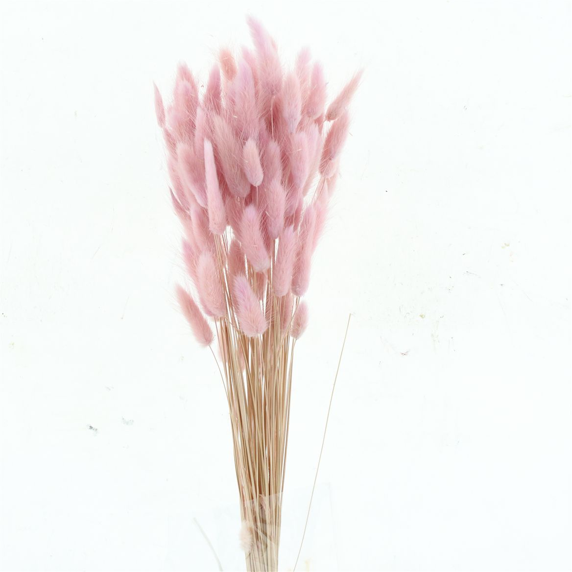 Lagurus Light Lavender Per Bunch 60cm