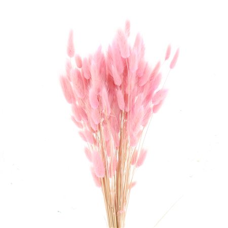 Dried Lagurus Bleached Light Pink Bs