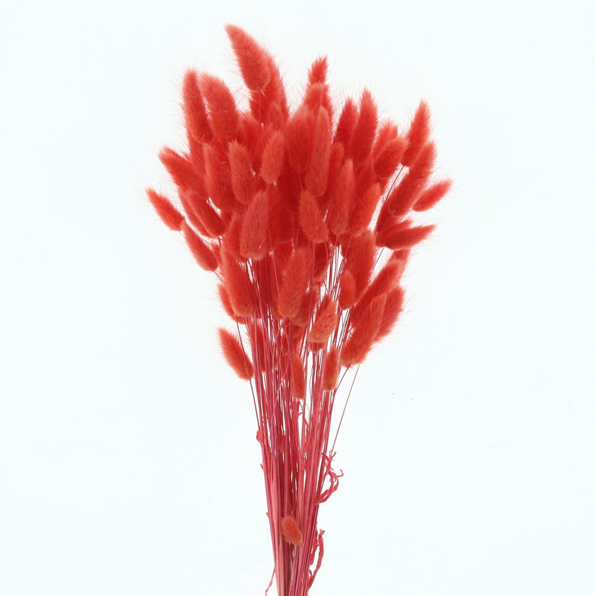 Lagurus Light Red Per Bunch 60cm