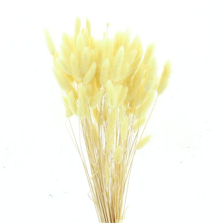 Dried Lagurus Bleached Light Yellow Bs
