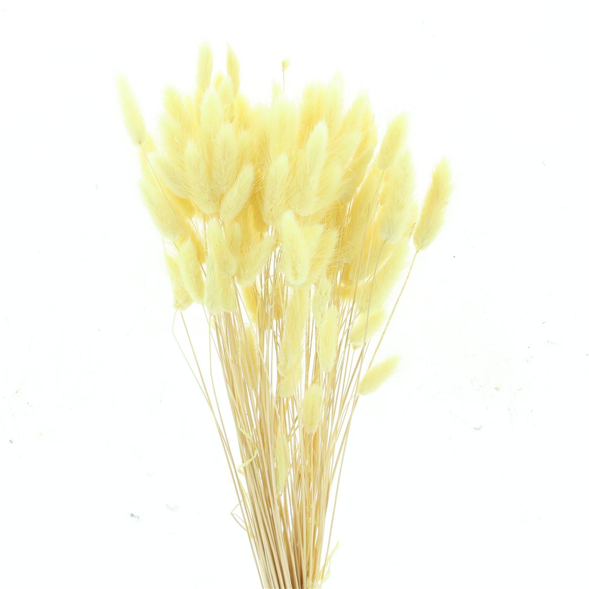 Lagurus Light Yellow Per Bunch 60cm