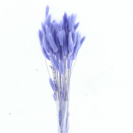 Dried Lagurus Bleached Milka Bs