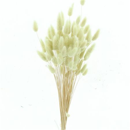 Dried Lagurus Bleached Minty Bs