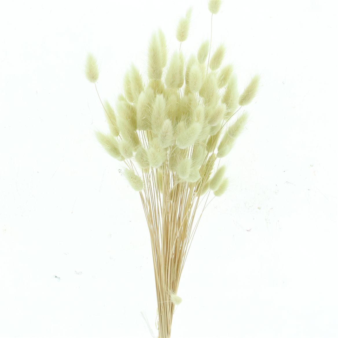 Lagurus Bleached Minty Per Bunch 60cm