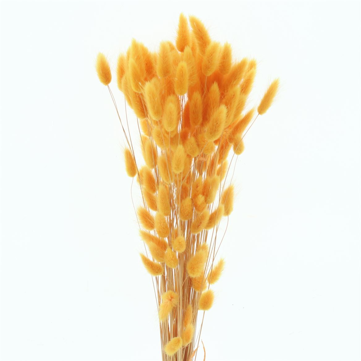 Lagurus Bleached Orange Per Bunch 60cm