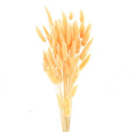 Dried Lagurus Bleached Peach Fuzz Bs