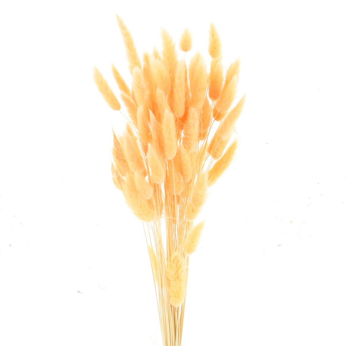 Lagurus Bleached Peach Fuzz Per Bunch 60cm