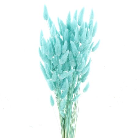 Dried Lagurus Bleached Turquoise Bs